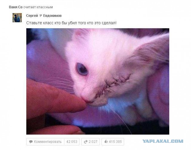 Жестокость