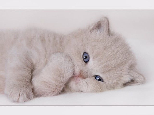 Коты, кошки, котята