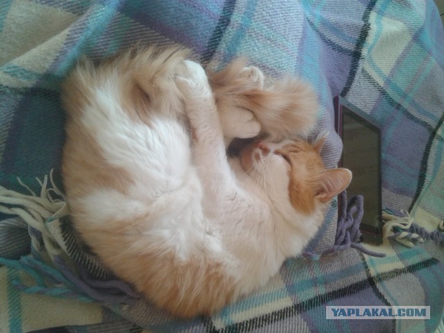 Котовторник  10.05.2016