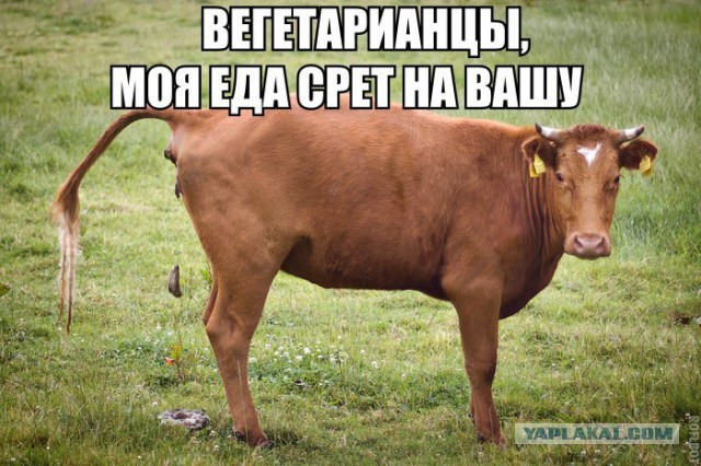 Исповедь сыроедки