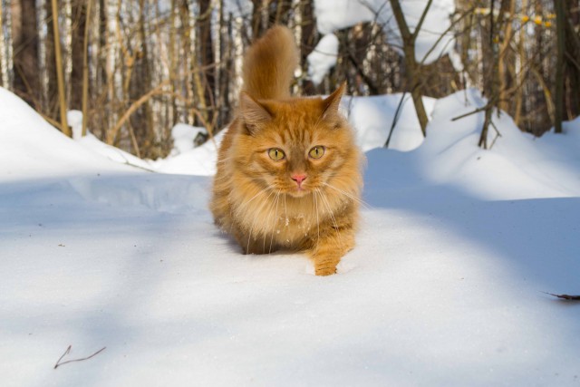 Домашние коты на природе