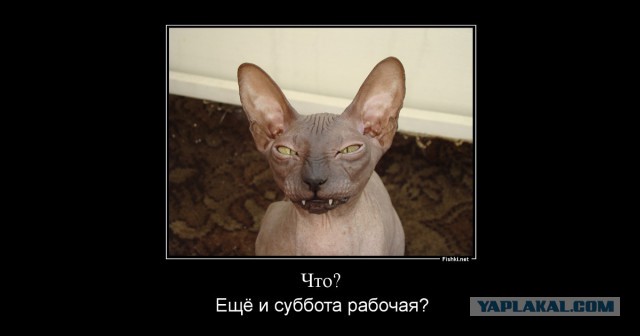 Животные, которых тоже чертовски удивляет этот мир
