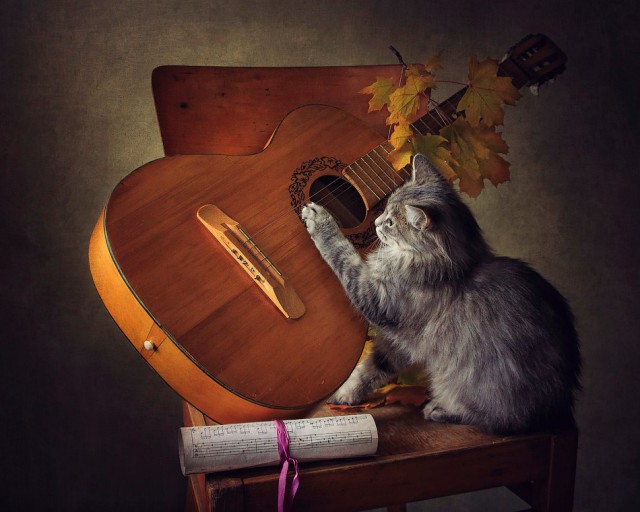 Коты из сети
