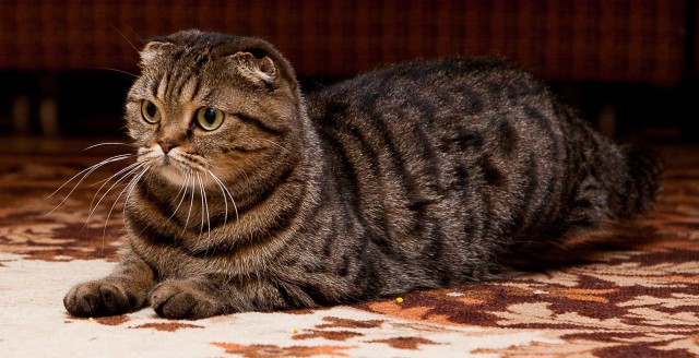 Неправильный кот