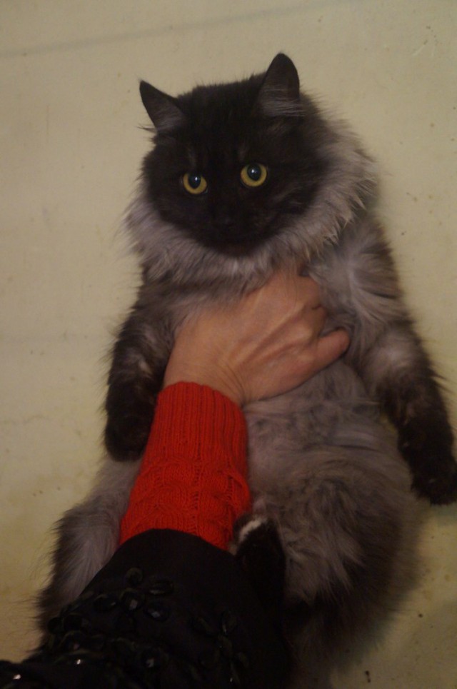 Коты и Кошки