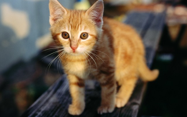 Коты и Кошки