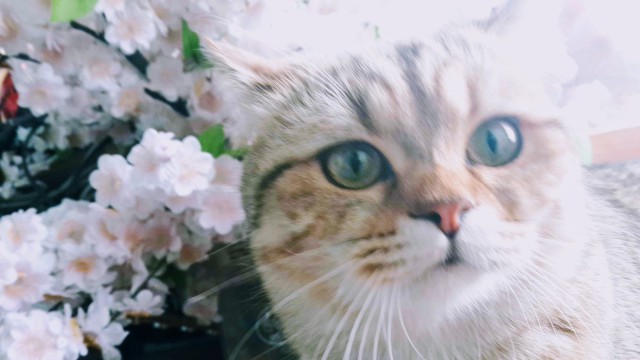 Котовторник 1.08.17