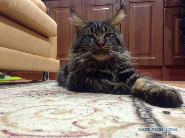 Дай пять, бро!