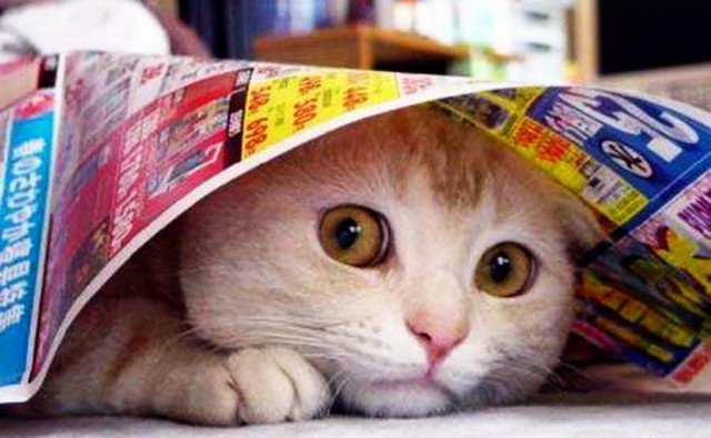 Коты и Кошки