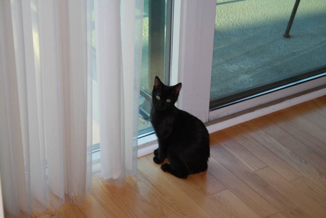 Коты и Кошки