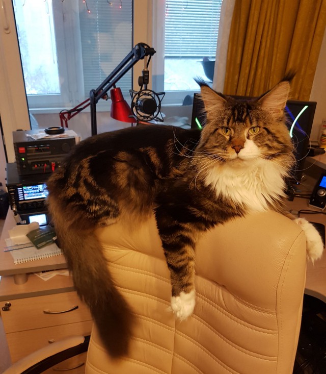 Котовторник  19.12.2017