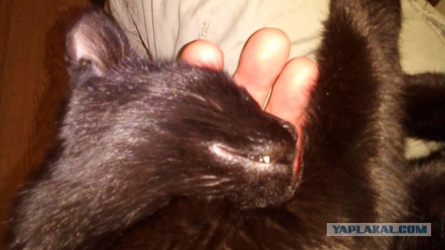 Котовторник 30.01.2018