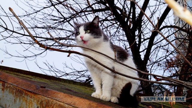 Котовторник  13.02.2018