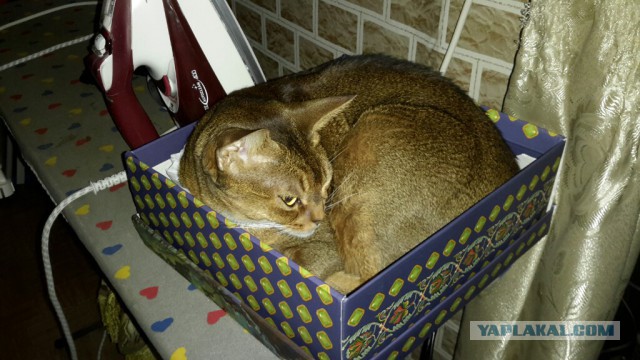Котовторник 24.04.2018