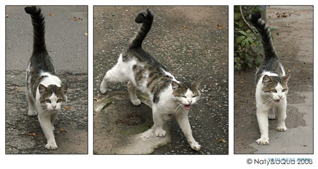 УРРААА ! Котовторник на ЯПлакалъ !