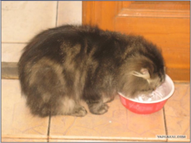 Котейка