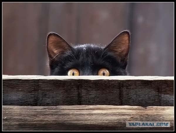 Новый кот для Твердого