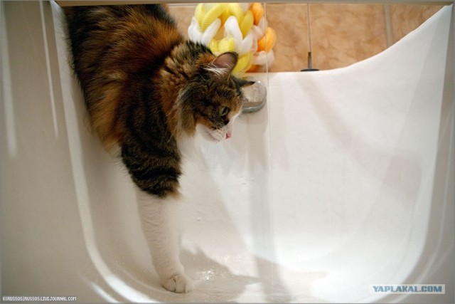 Кошка на водопое