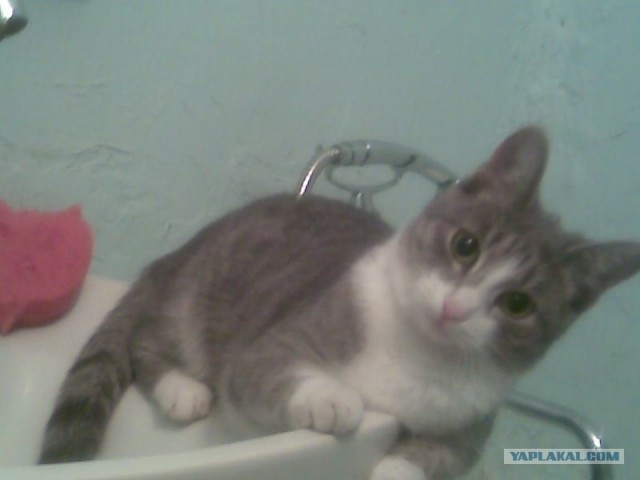 Котовторник 1.02.2011