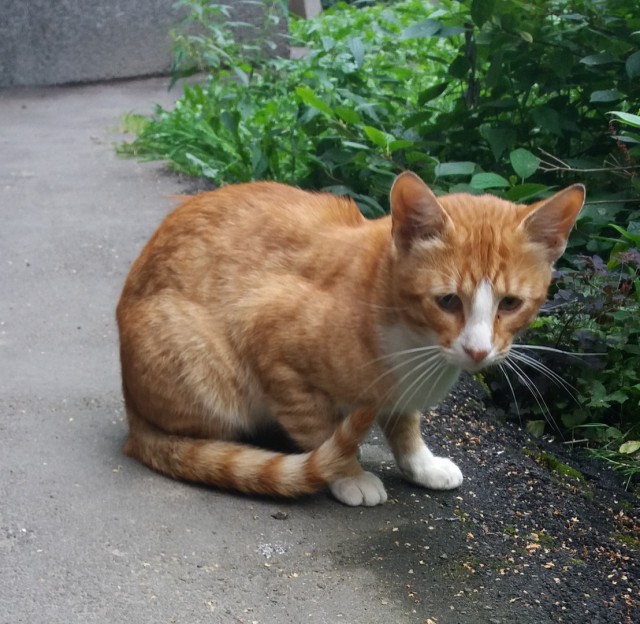 Прикольных котов пост