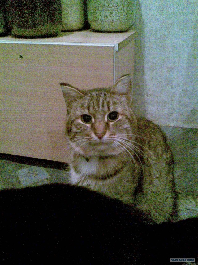 Сегодня котовторник, а котиков все нет