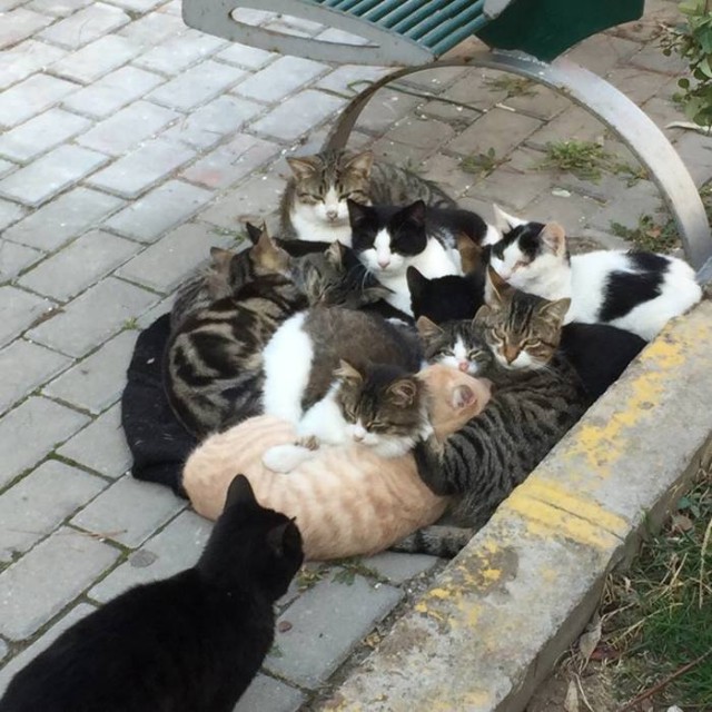 Прикольных котов пост