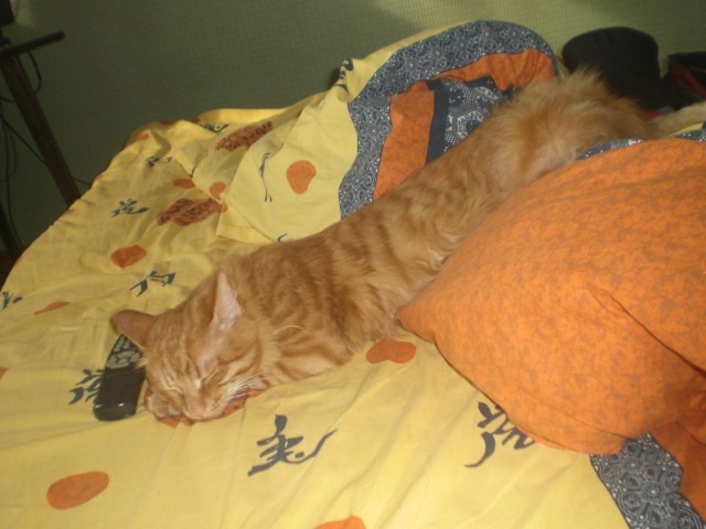 Первый котовторник июля
