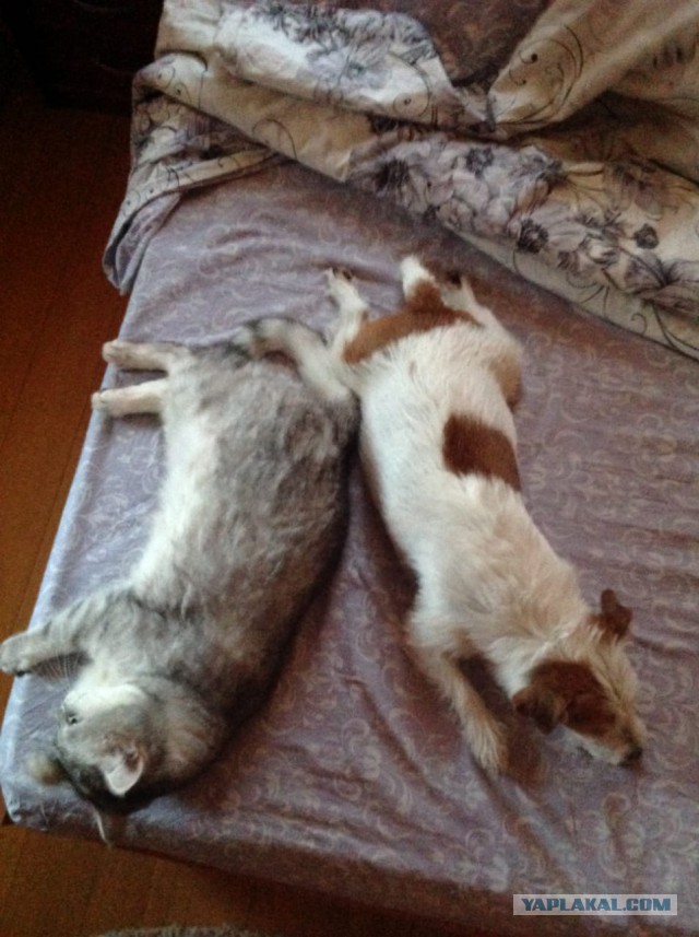 Котовторник (20.11.18)