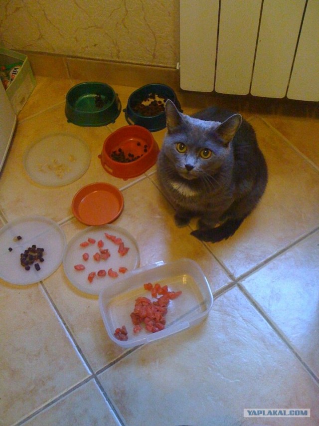 Котовторник!