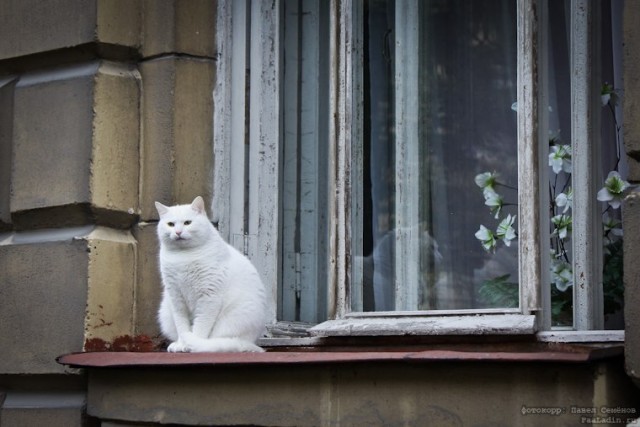Котовторник (07.02.2012)