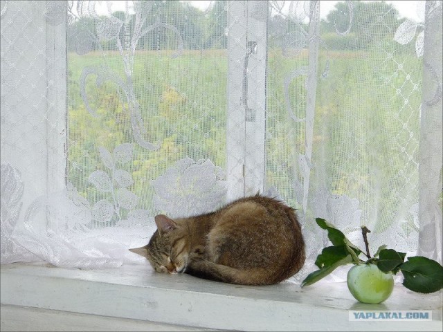 Котовторник! 13.03.2012