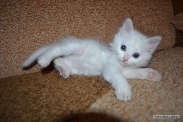 Котовторник (15.05.2012)
