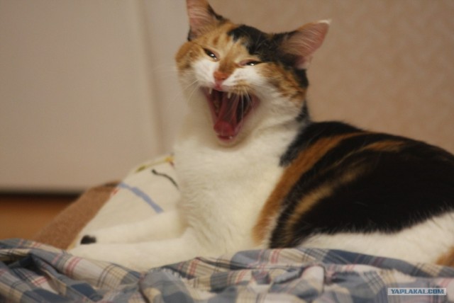 Котовторник  19.06.2012