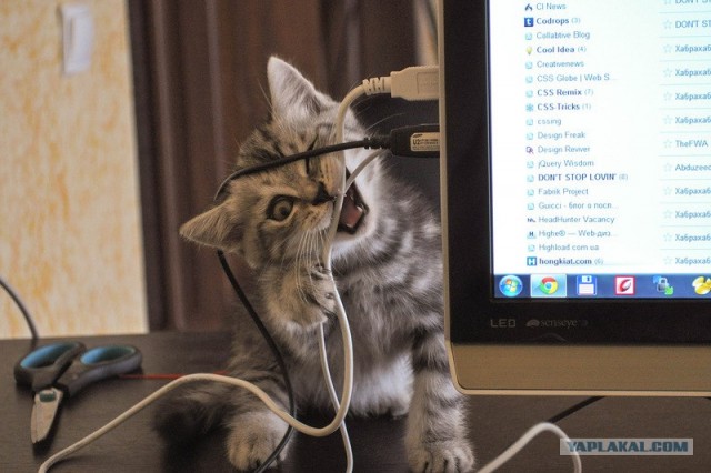 Котонянька и котовторник