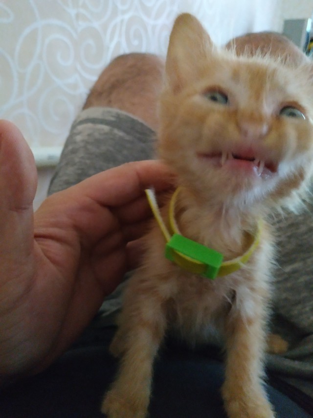 Забавные фото котеек
