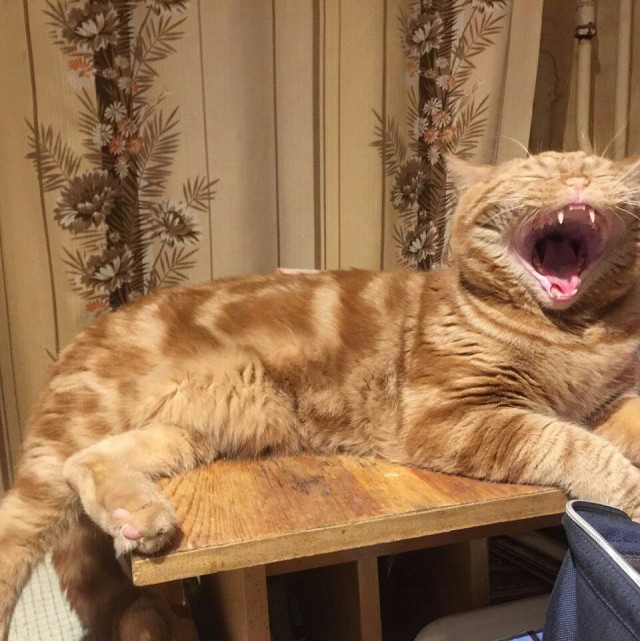 Живность из сети