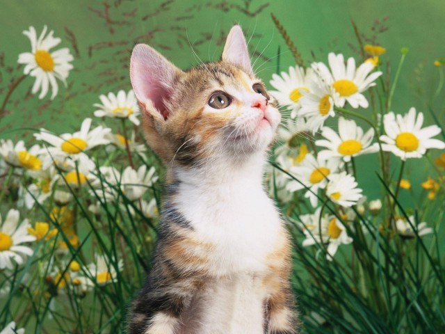 Забавные фото котеек