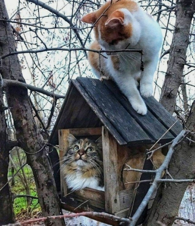Живность из сети