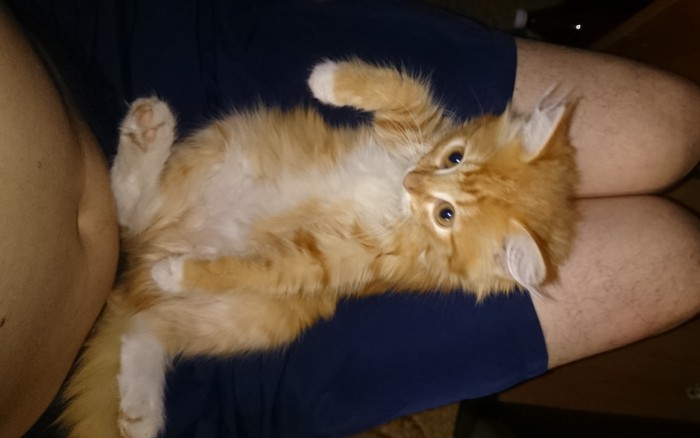 Что любят котики...