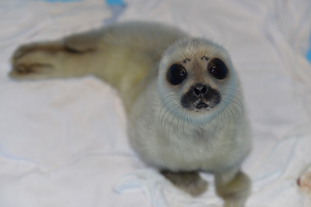 Зоологи показали фото спасенной в Петербурге маленькой нерпы Ксюши