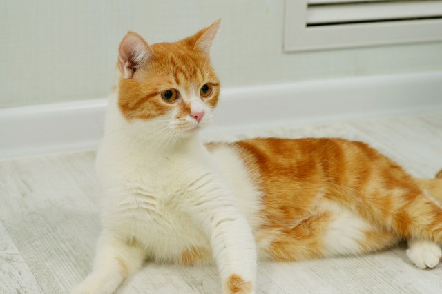 Коты из сети