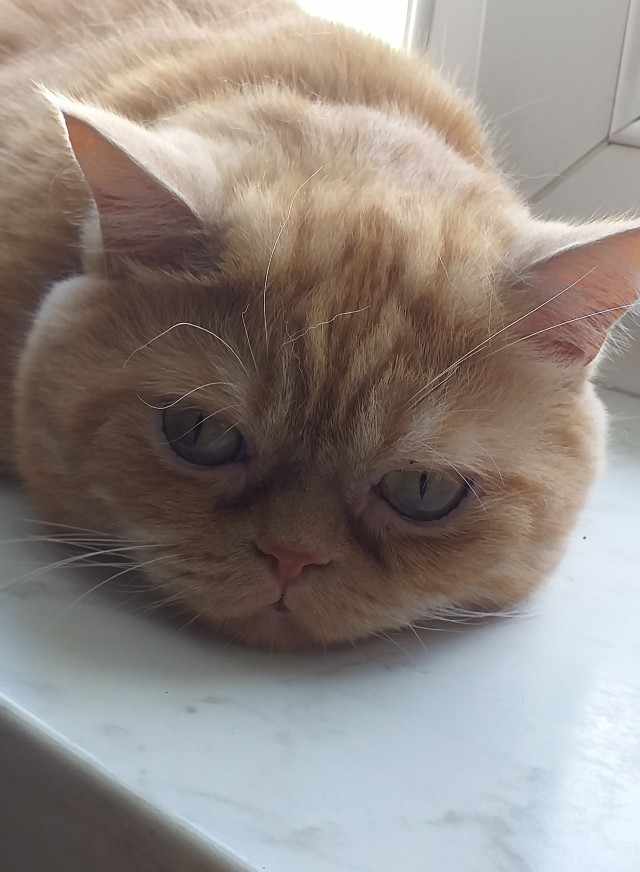 Котовторник