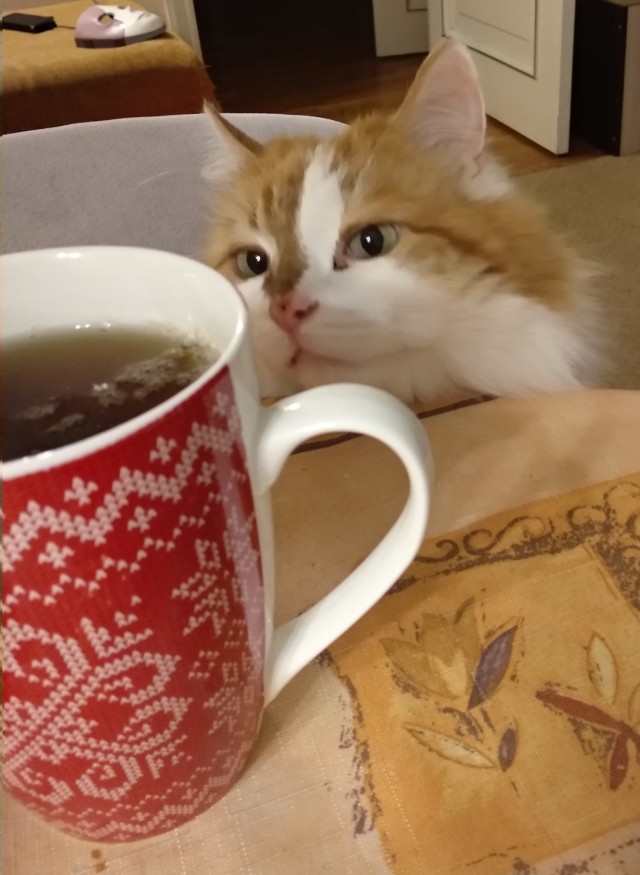Смешные коты 25.08.20