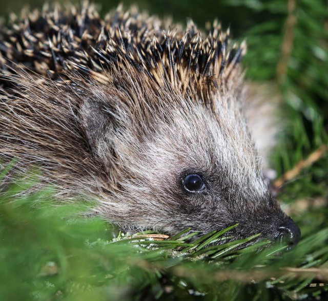 Эти забавные животные