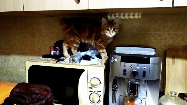Японские бродячие котаны от Масаёши Ямамото