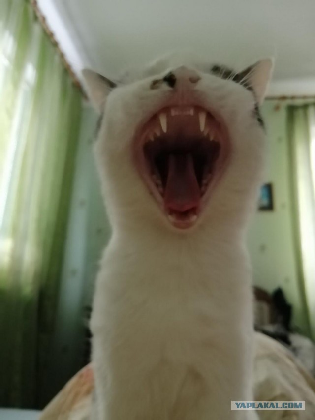 Котовторник. Добавляйте своих