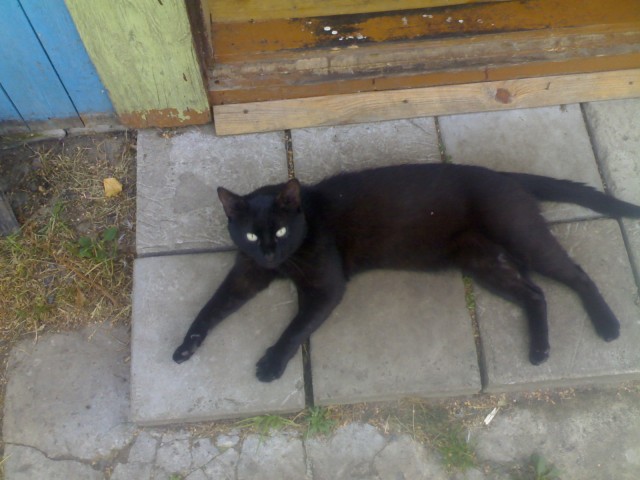 Котовторнику быть!