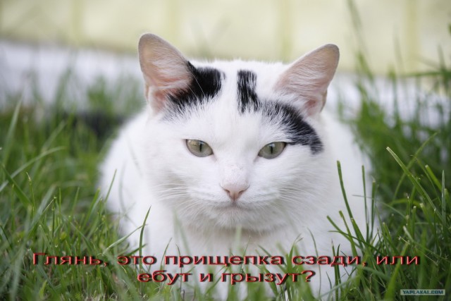 Как отключить кошку
