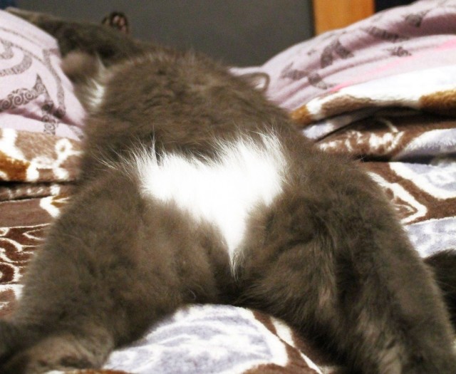 Котаны с забавным окрасом