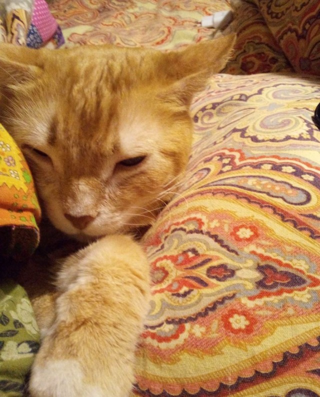 Котовторник!